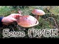 Белые грибы 🍄 на Ладожском озере , White mushrooms 🍄 on Lake Ladoga