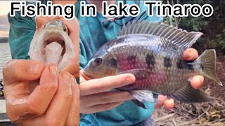 Fishing for barramundi in lake Tinaroo | how to catch live bait