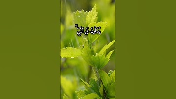 القرآن الكريم_إِنَّ اللَّهَ وَمَلَائِكَتَهُ يُصَلُّونَ عَلَى النَّبِيِّ_سورة الاحزاب