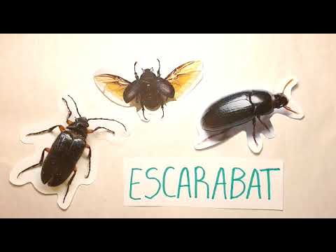 Vídeo: Els Pitjors Insectes