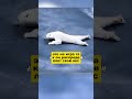 Животные которые хорошо знают физику