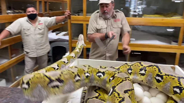 20 FOOT PYTHON SNAKE STRIKE at Prehistoric Pets