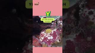 Abc Baby Sea Animals Song Letter V To Z Learn And For Kids