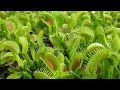 Captivated  the allure of carnivorous plants 2021  full feature documentary film