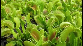 CAPTIVATED - THE ALLURE OF CARNIVOROUS PLANTS (2021) - full feature documentary film