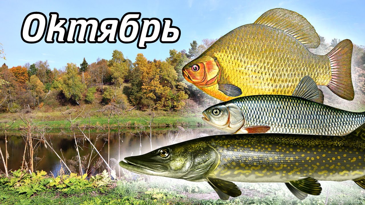 Какая рыба лучше ловится в октябре? Какую рыбу ловить в октябре? Какая ...