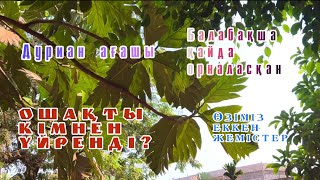 3. Африкада ҮЙІМІЗ БЕН ЖҰМЫСЫМЫЗ жақын ба? Үйімнің ауласына ПОЛНЫЙ ОБЗОР.