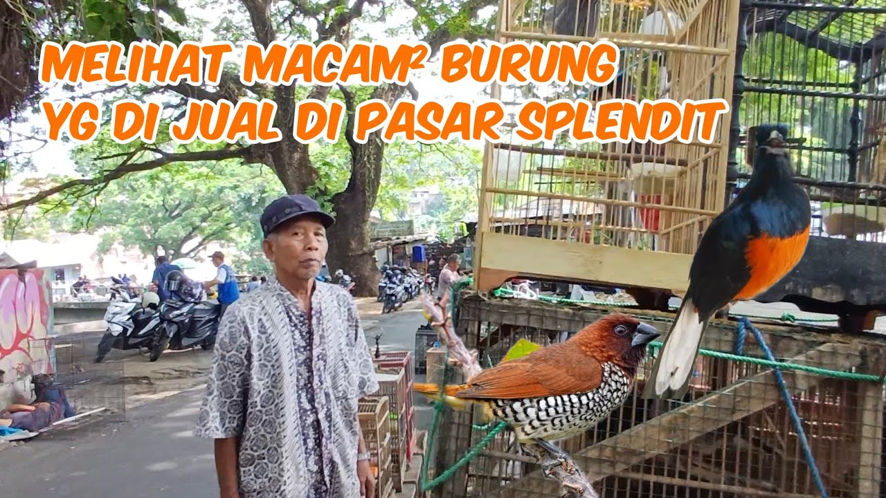 MELIHAT MACAM² BURUNG YANG DI JUAL DI PASAR SPLENDID KOTA MALANG