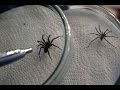 Sepa cómo actuar ante la mordedura de una araña