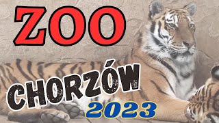 ZOO  Chorzów 2023 screenshot 1