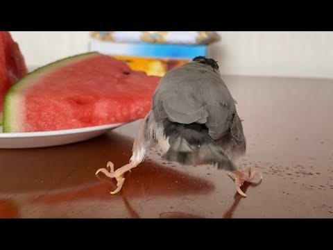 足を踏ん張ってスイカを食べる文鳥が可愛らしい　java sparrow