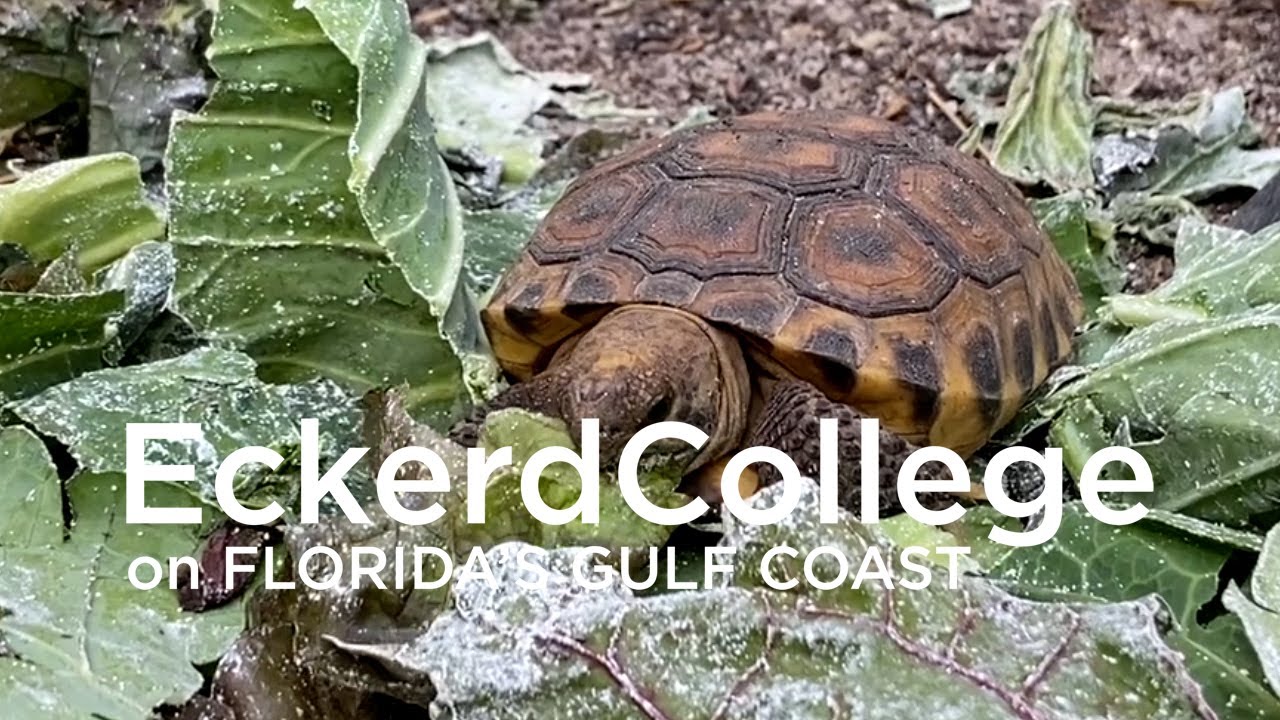 Baby gopher tortoise eating lunch - YouTube