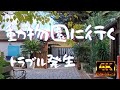 【4K 60fps Italia】動物園へ行って見たのだが。。。。