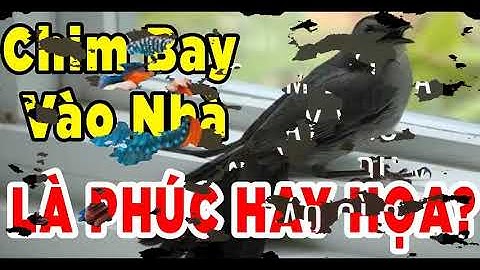 Có chim bay vào nhà là điềm báo gì