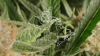 Organigram Company Overview - OGI Stock Corporate Video (2020)