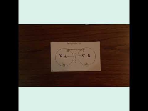 mitosis flip book mieosis flip book mitosis flip book mieosis flip book