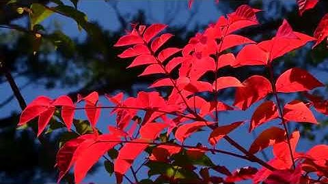 سورة الفاتحة بصوت القارئ خالد المهنا