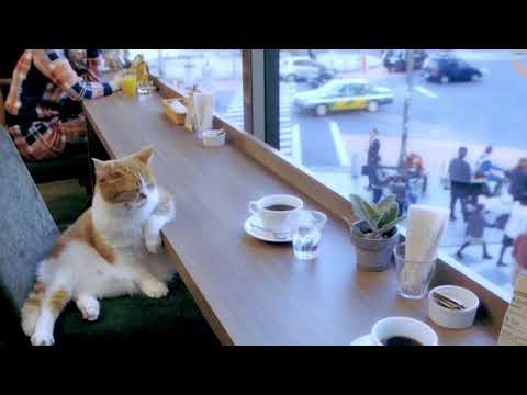 Кот в кафе