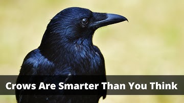 Crows Are Smarter Than You Think