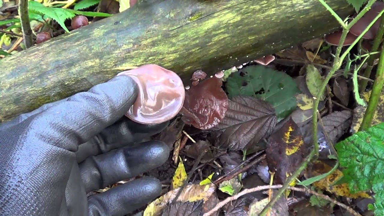 jews ear