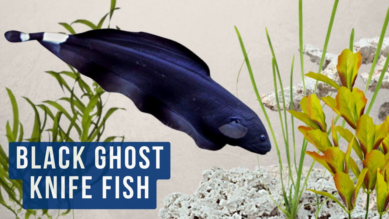 The Beautiful And Mysterious Black Ghost Knife Fish Apteronotus