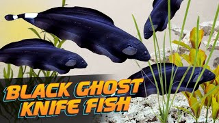 The Beautiful and Mysterious Black Ghost Knife Fish (Apteronotus albifrons)