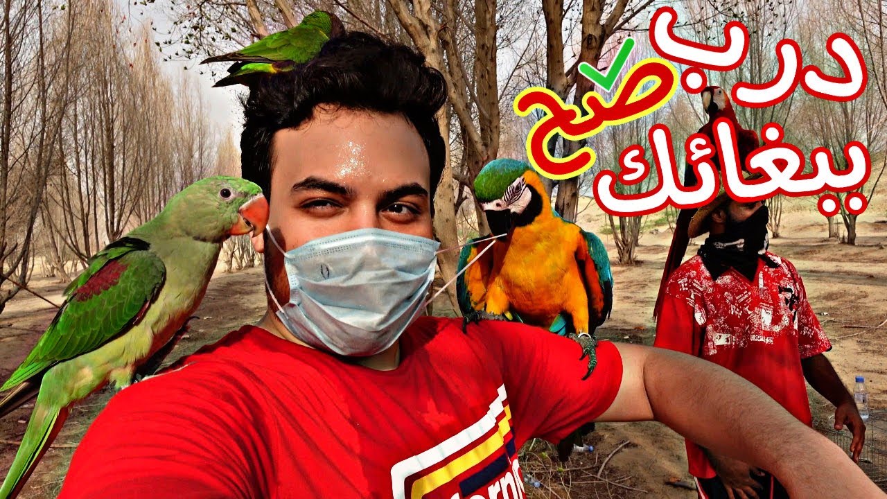 تعرف على الطيران الحر او الهدد خارجي | وطريقة تدريب الببغاء على الهدد 😍