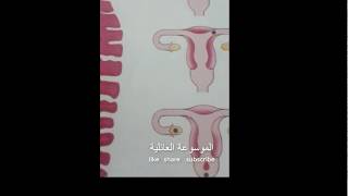 الدوره الشهريه والاخصاب معلومات تهمك جدا عاوزه تعرفي ليه fertilization information is very important