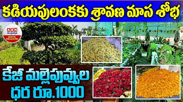 కడియపులంకకు శ్రావణ మాస శోభ..కేజీ మల్లెపువ్వుల ధర రూ.1000 || Kadiyapulanka Flower Market |ABN Digital