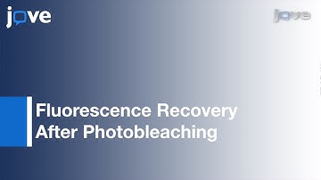 FRAP:Tagged Proteins In Dendritic Spines-Cultured Hippocampal Neurons