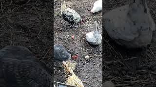 Chickens moult nearly finished