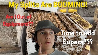4 Splits from 1 Colony: They're BOOMING! 🐝 Time to Add Supers Already?! (Beekeeping)