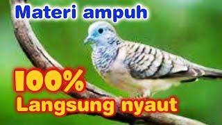 Download lagu Masteran perkutut tembakan rapat full power bikin emosi