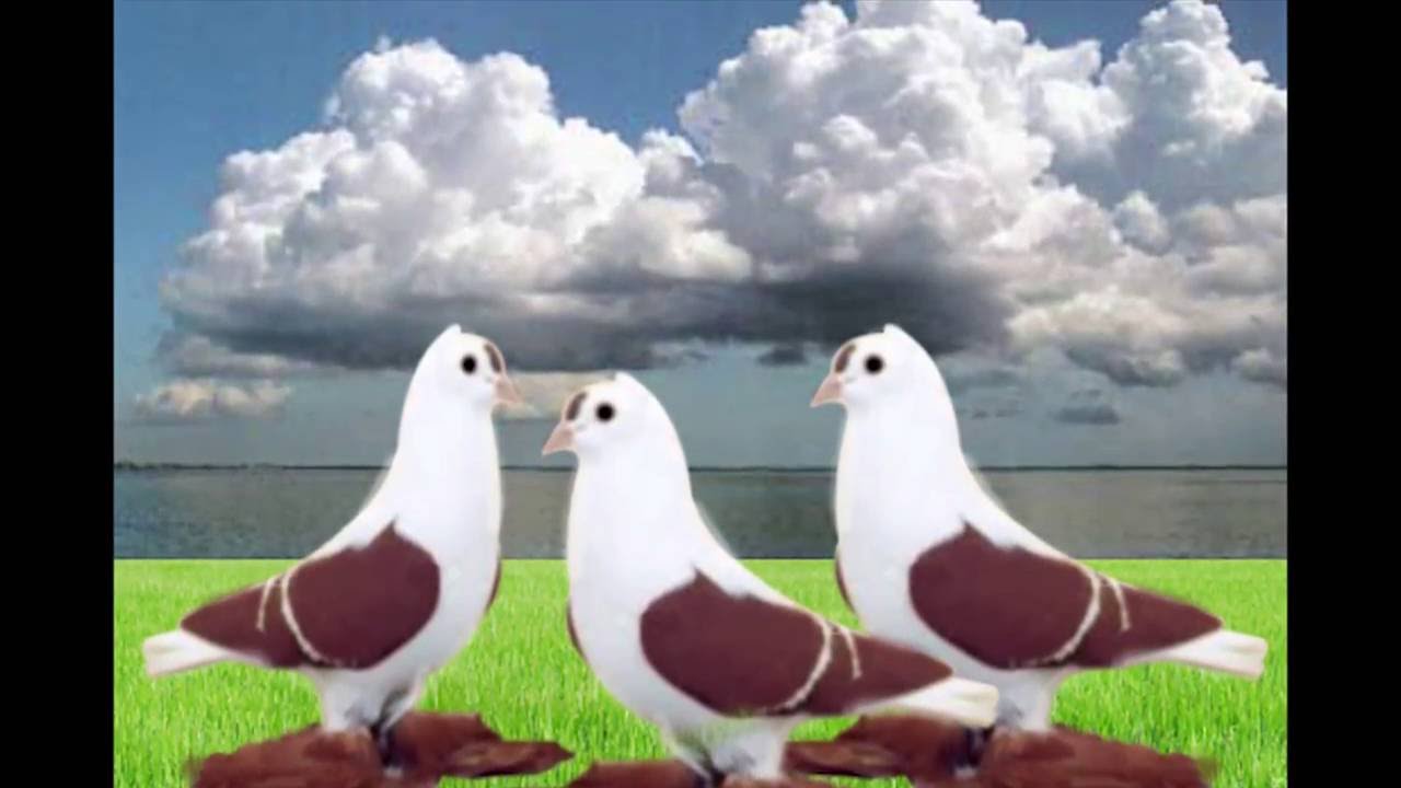 bird pigeon photos photos of doves pigeon description kabotar