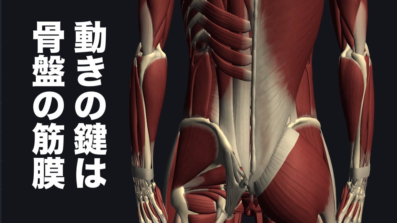 骨盤の動きの鍵になる筋膜の流れを2つ解説してみた - YouTube