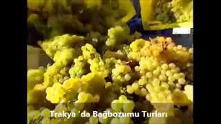 Trakyada Üzüm Hasadı Bagbozumu Turu