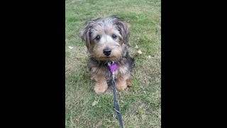 Bertie  Norfolk Terrier Puppy  3 Weeks Residential Dog Training