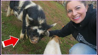 What do we feed our KUNEKUNE PIGS?! A day on our small farm!