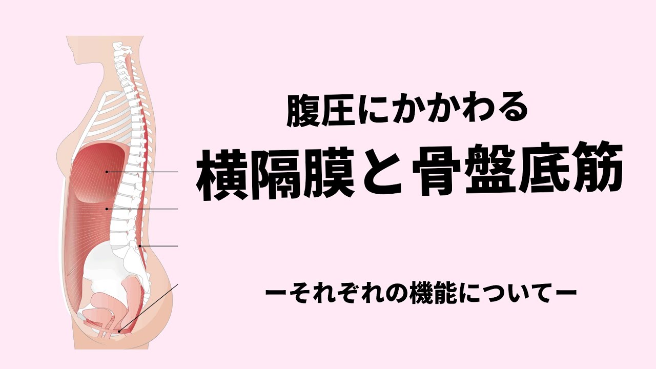 腹圧にかかわる横隔膜と骨盤底筋群