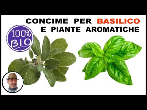Video: Concimazione delle piante di basilico - Quando e come fertilizzare il basilico