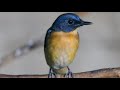 Masteran Suara Burung Berisik Dan Kasarrrr Mp3 - Mp4 Download
