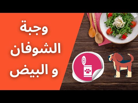 تأكل جروك ايه؟ احلى وجبة شوفان وبيض للجراوي هتخليهم دبه وصحتهم ممتازة