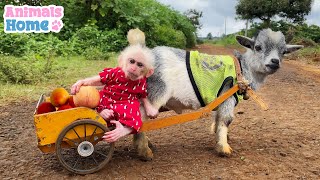 Bibi Farmer Takes The Goat To Pick Fruit