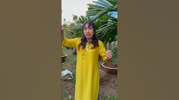 Cây cau hương lùn tứ quý trái dài hay trái tròn?| 0386569374 - Ngọc Ngân Bến Tre | Chuyên cây độc lạ