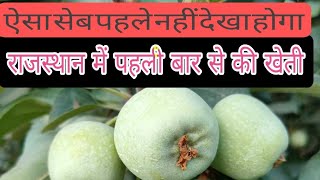राजस्थान में सबसे पुराना सेब का बाग और उसका उत्पादन भी गर्मियों में