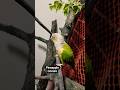 Adorable Conure Bird Adorable Conure Bird