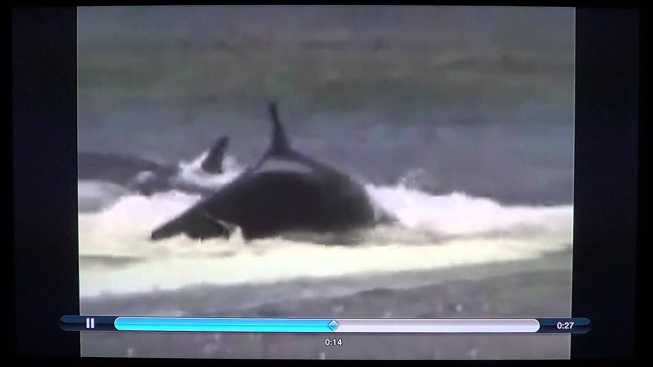 Viral Video killer whale eats guy fake video - YouTube
