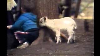 Santas Village Bracebridge 80S