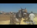Trilla tradicional con mulas en la era 1