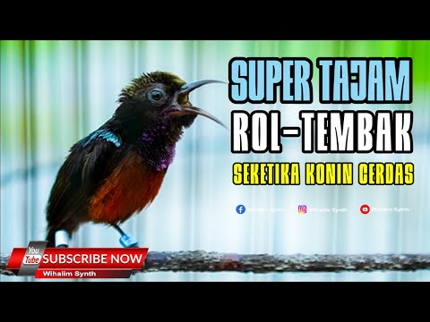 MASTERAN KONIN GACOR FULL NEMBAK - NEMBAK ISTIMEWA SUPER TAJEM